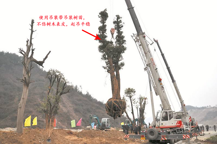 使用白色吊裝帶吊裝樹苗現(xiàn)場(chǎng)